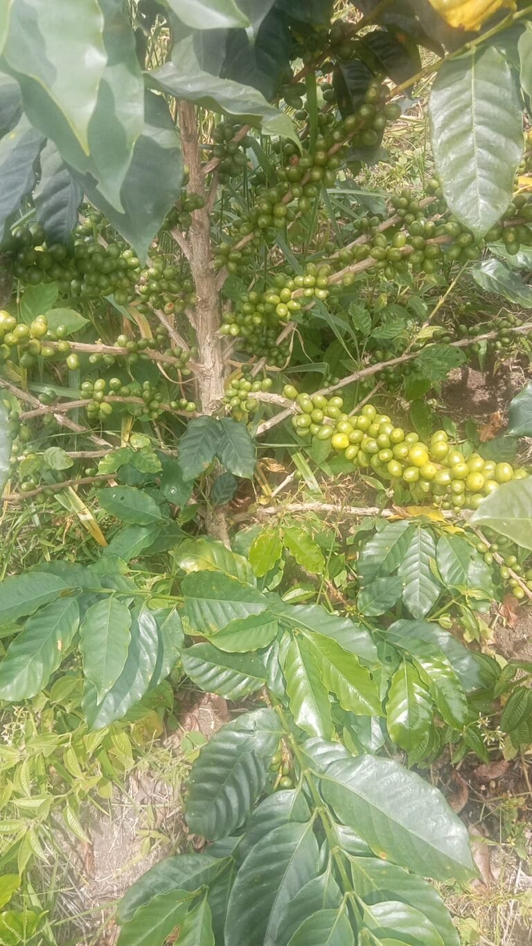 WhatsApp Image 2025 08 25 at 11.33.53 AM PAC Samana 768x1365