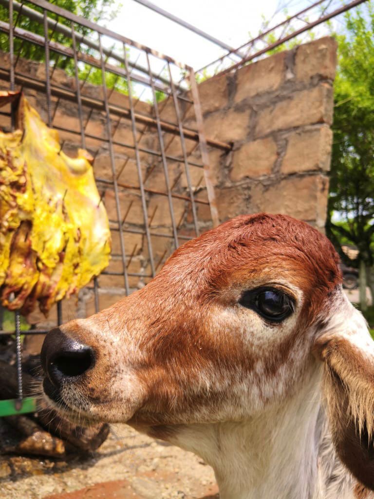 3cc61da5 4dd4 49ac 8165 c63c71efb85f Dora Smith Zapata