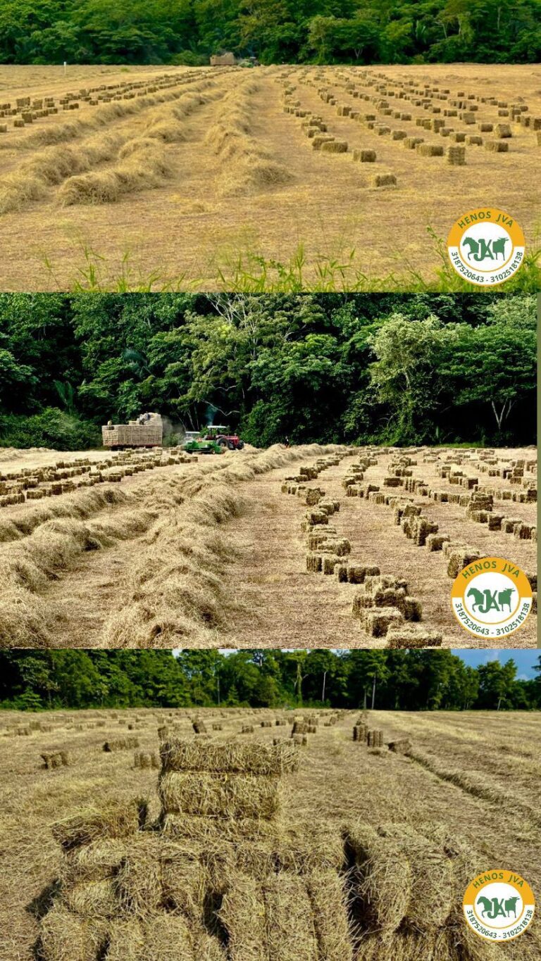 WhatsApp Image 2025 03 10 at 12.50.18 PM Capcutpro3cca 768x1365